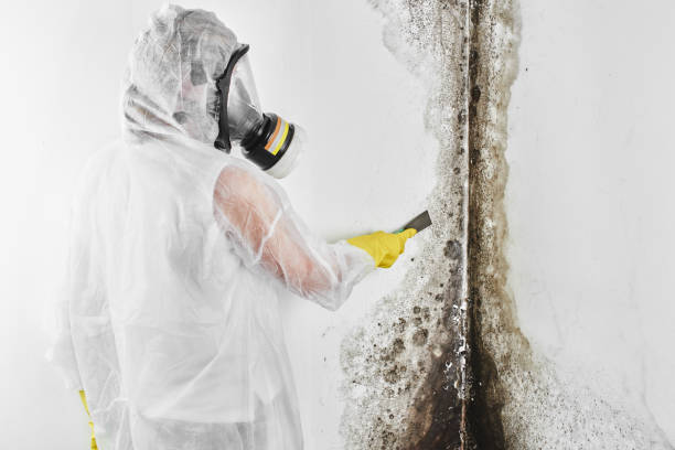 Best Post-Flood Mold Remediation in Staunton, VA