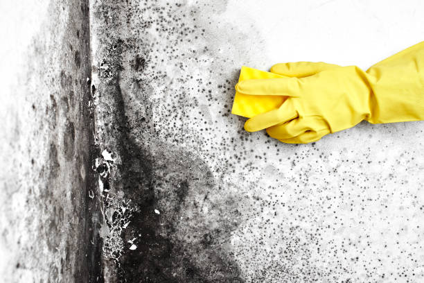 Best Basement Mold Remediation in Staunton, VA