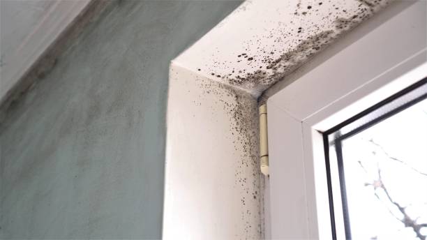 Best Residential Mold Remediation in Staunton, VA