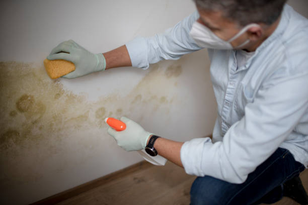 Best Residential Mold Remediation in Staunton, VA