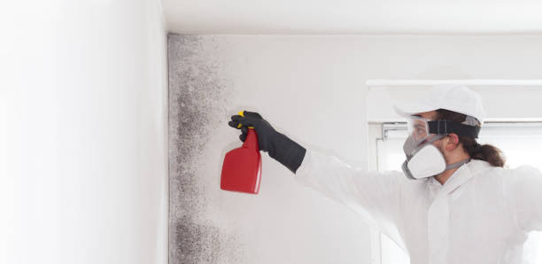 Best Attic Mold Remediation in Staunton, VA