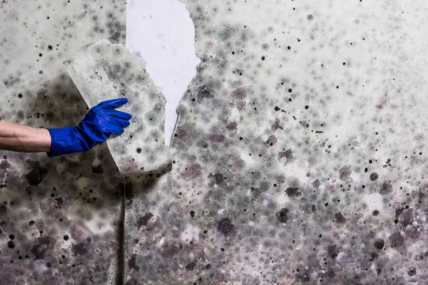 Best Kitchen Mold Remediation in Staunton, VA