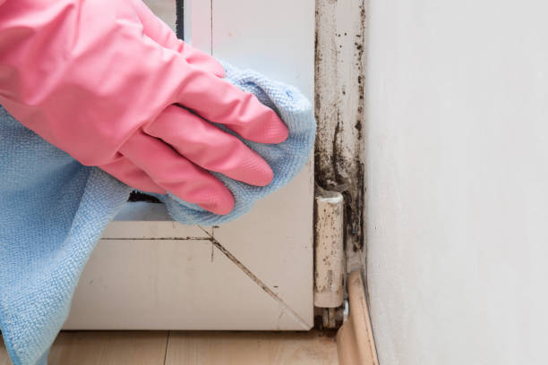 Best Preventive Mold Services in Staunton, VA