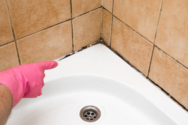 Best Emergency Mold Remediation in Staunton, VA